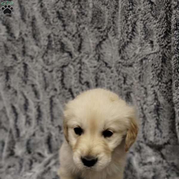 Lucy, Golden Retriever Puppy